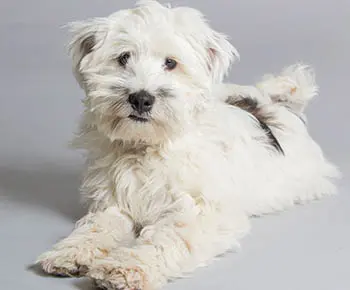 Tibeti terrier