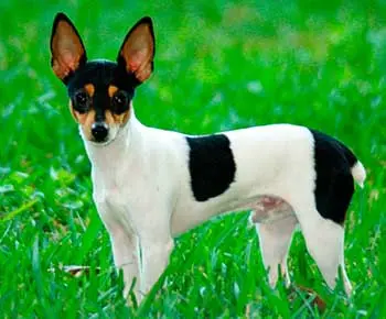 Törpe foxterrier