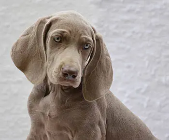 Weimaraner