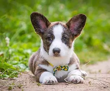 Cardigan welsh corgi