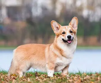 Pembroke Welsh Corgi