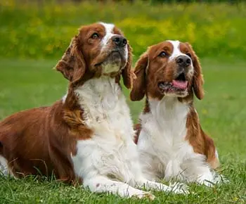 Welsh springer spániel