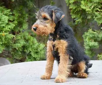 Welsh Terrier