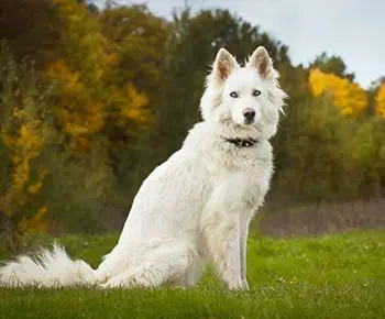 Yakut Laika