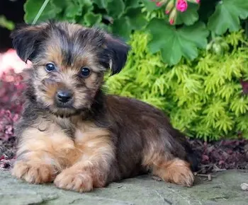Yorkiepoo