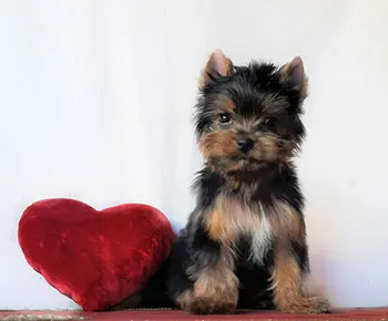 Yorkshire Terrier