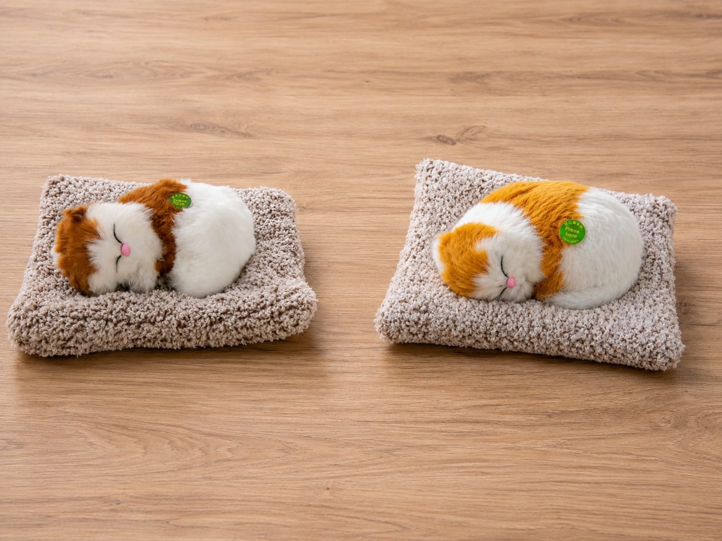 Sleeping Cat