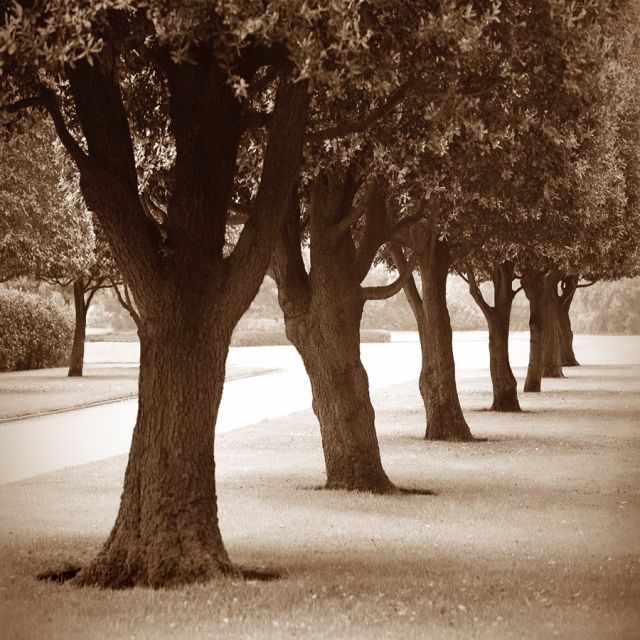 Les Arbres, Normandy