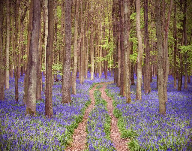 Bluebell Forest, England
