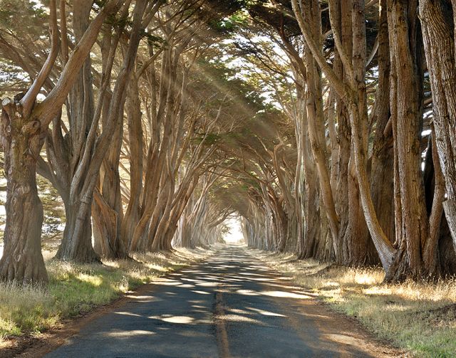 Cypresses