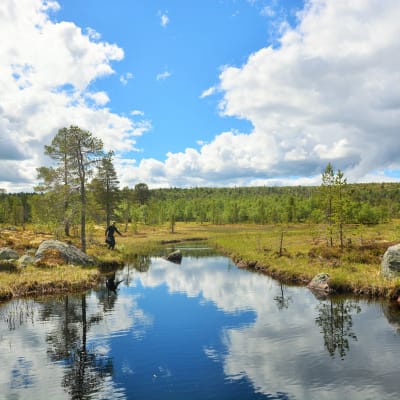 Lette vandringer i Femundsmarka