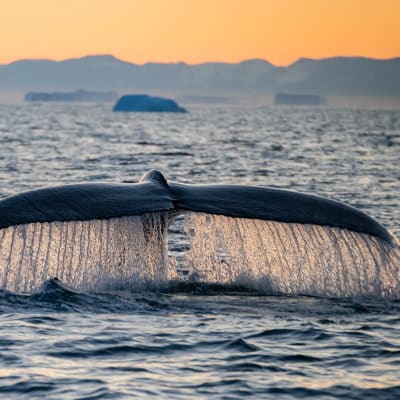 Cruise fra Island til Grnland og Canada