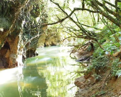 Puketi Forest & Kawiti Glow Worm Caves