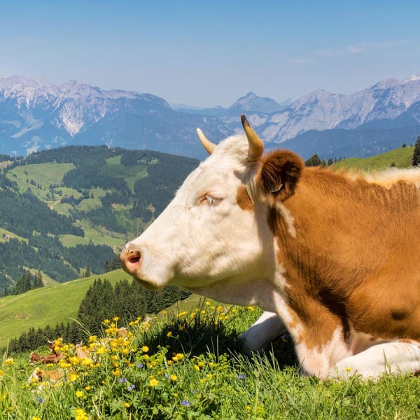 Vandringer i Tyrol
