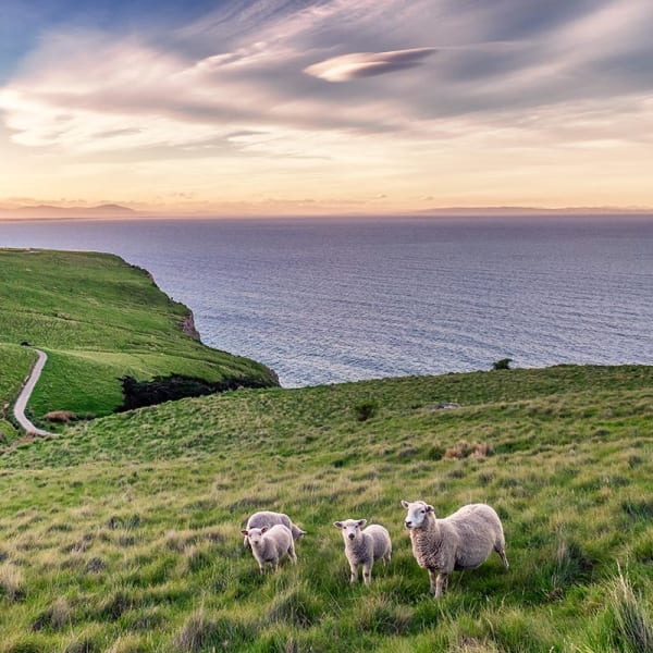Cruise til Australia og New Zealand