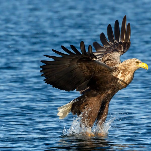 Vandringer p� Senja