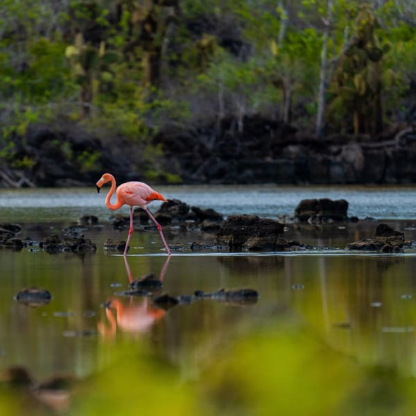 Ekspedisjonscruise til Galapagos�yene