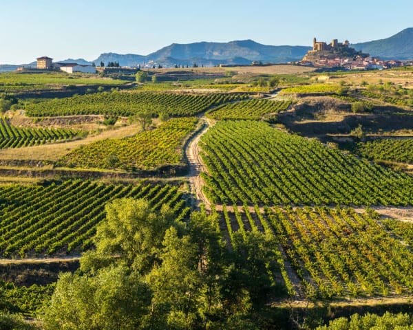 Laguardia (Rioja) (F, L, M)