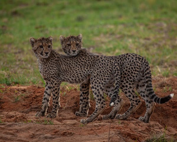 Mabula Game Lodge, Waterberg (F, L, M)