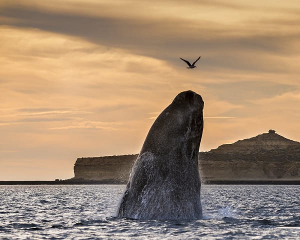 Puerto Madryn, Argentina (F, L, M)
