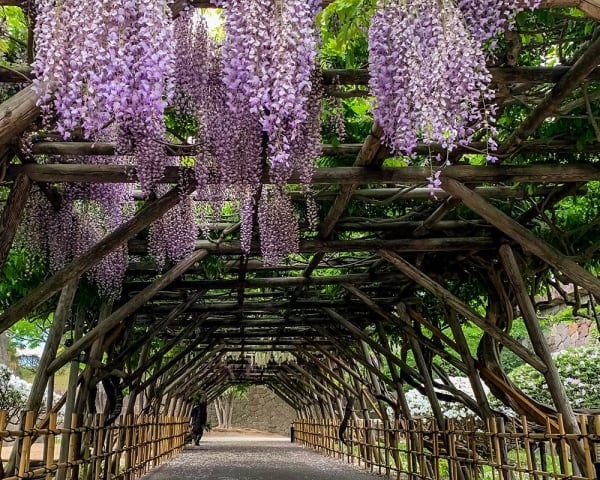 Hakodate, Japan (F, L, M)