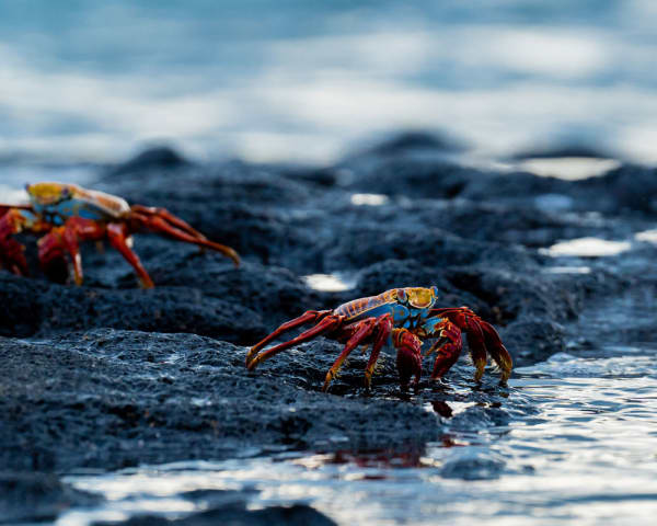 Avstigning Baltra (F, M)