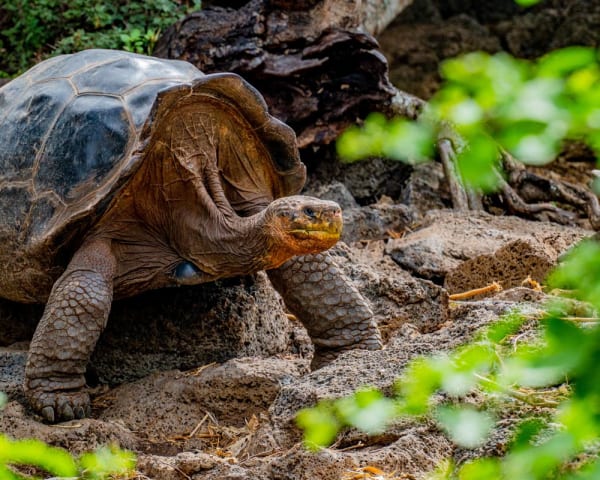 Santa Cruz (F, L, M)