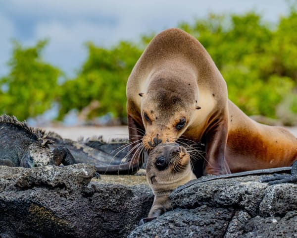 Eden-�ya og North Seymour (F, L, M)