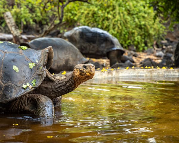 San Cristobal (F, L, M)