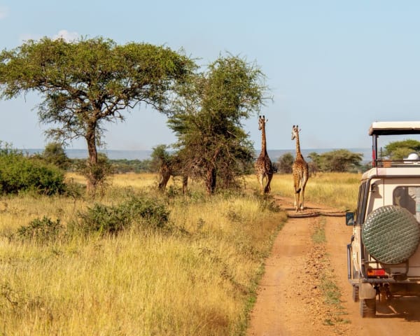 Safari lodge (F, L, M)