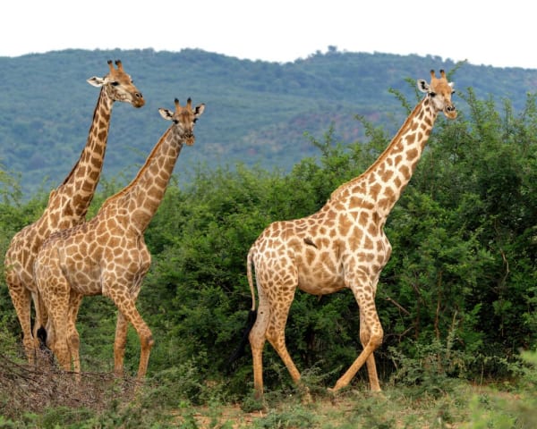 Safari Lodge (F, L, M)