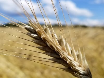 Part 1 in 8 part series - Separating the Wheat from the Chaff