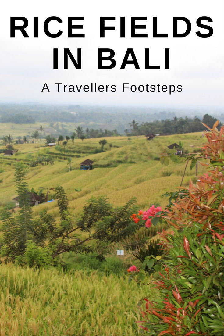 Rice Fields in Bali