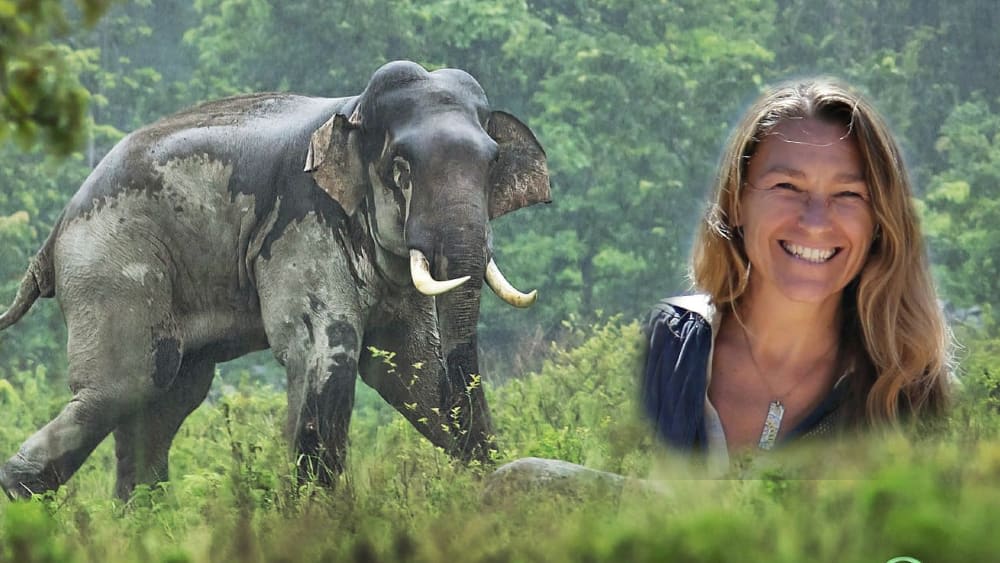 Lecture with Kim Frank about the elephant conflict in India - October 10th in Oslo