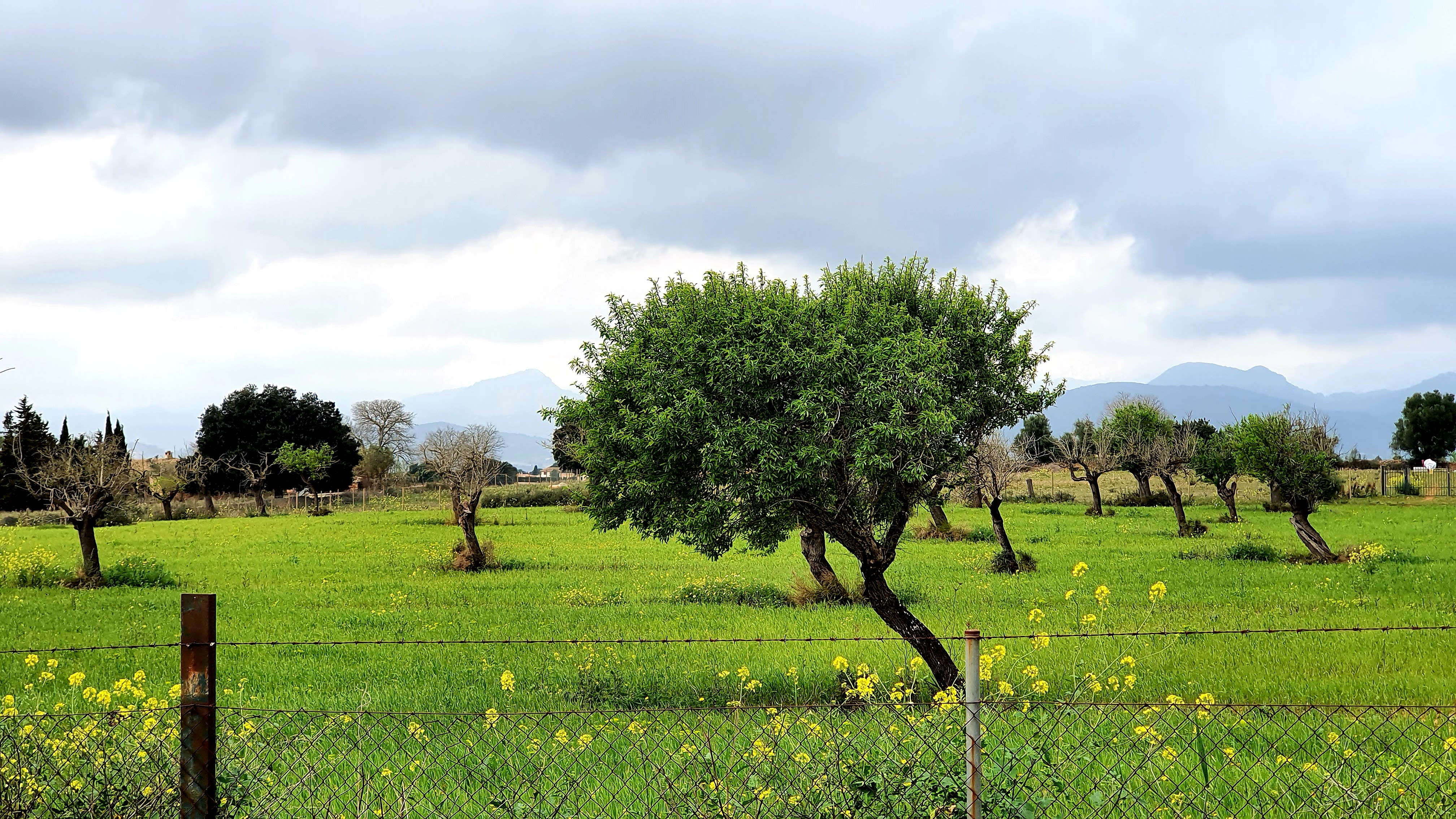 Vône, farby a umenie sú na Malorke dôležité aspoň tak, ako futbal.