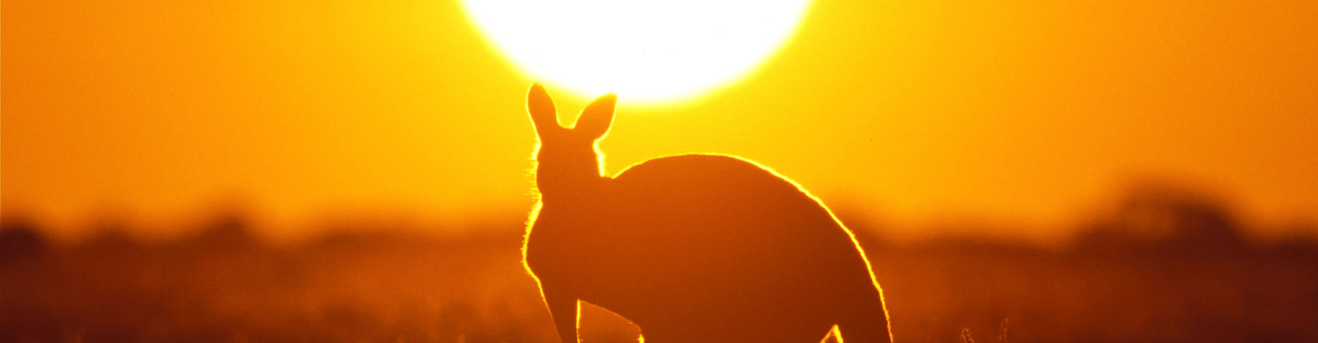 The Ultimate Guide to Wildlife in Australia