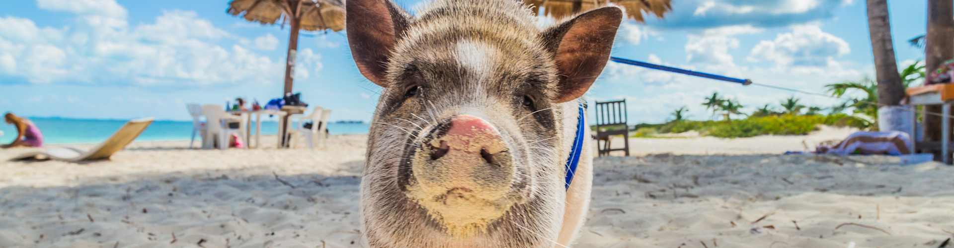 Pig on beach