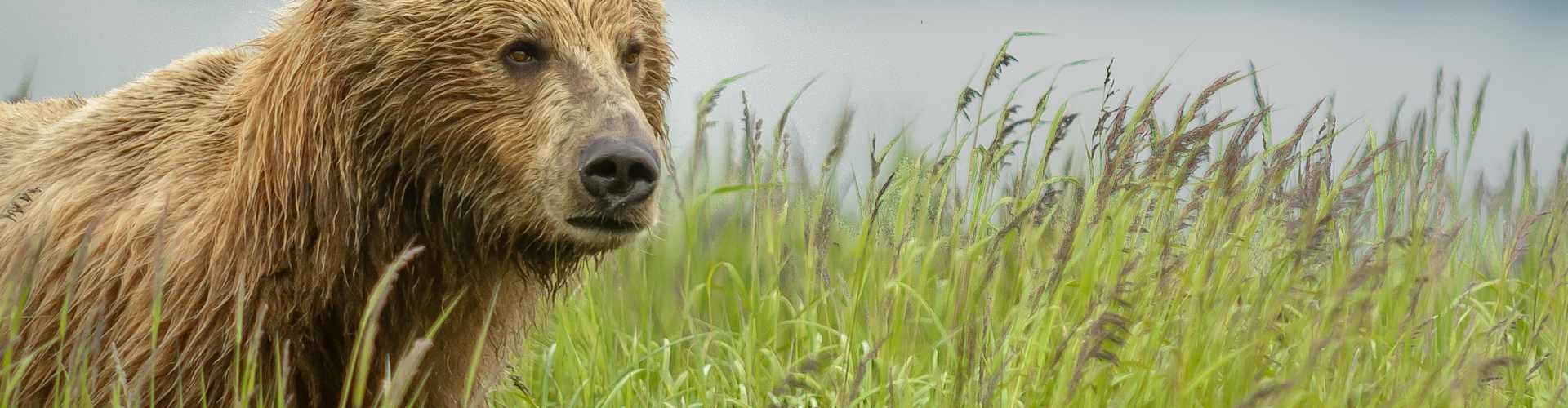 The Ultimate Guide to Alaskan Wildlife: What to See and Where
