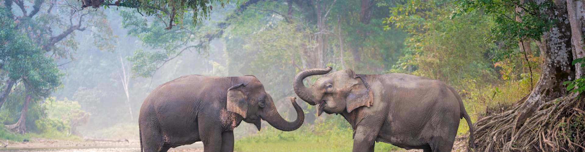 The Ultimate Guide to Wildlife in Asia