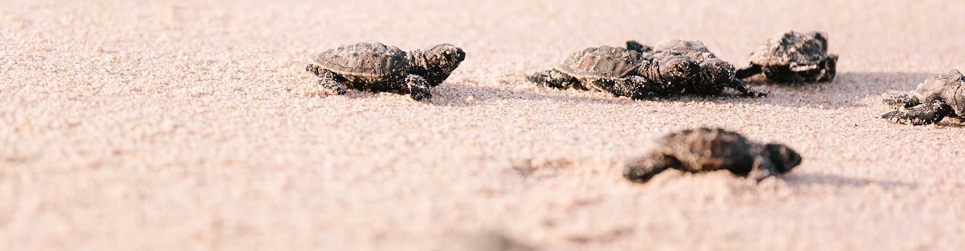 Five of the Best Cruise Destinations to Spot Sea Turtles!
