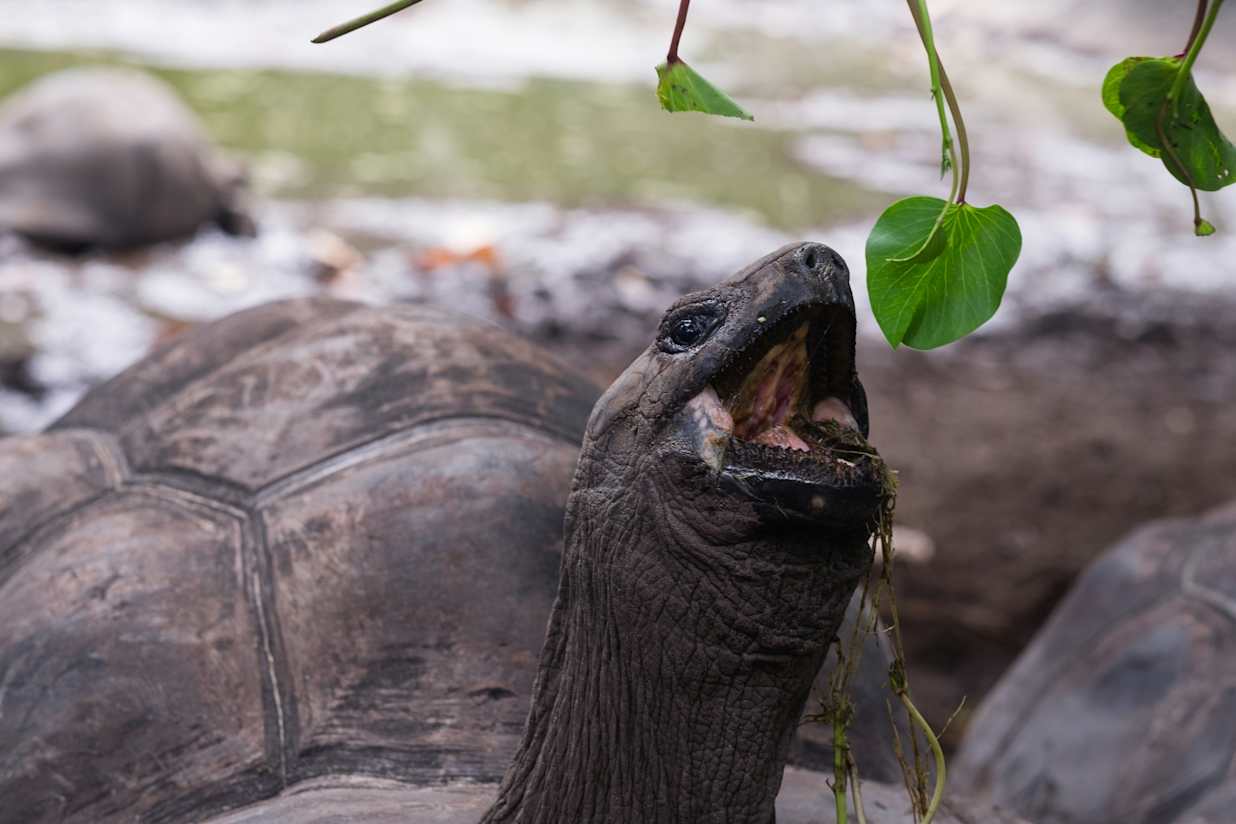 Giant Tortoise in Seychelles