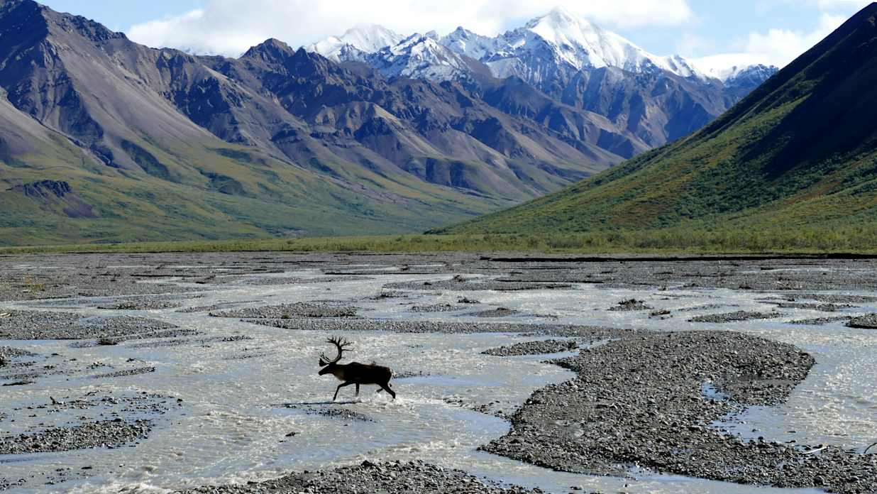 Caribou in Denali National Park