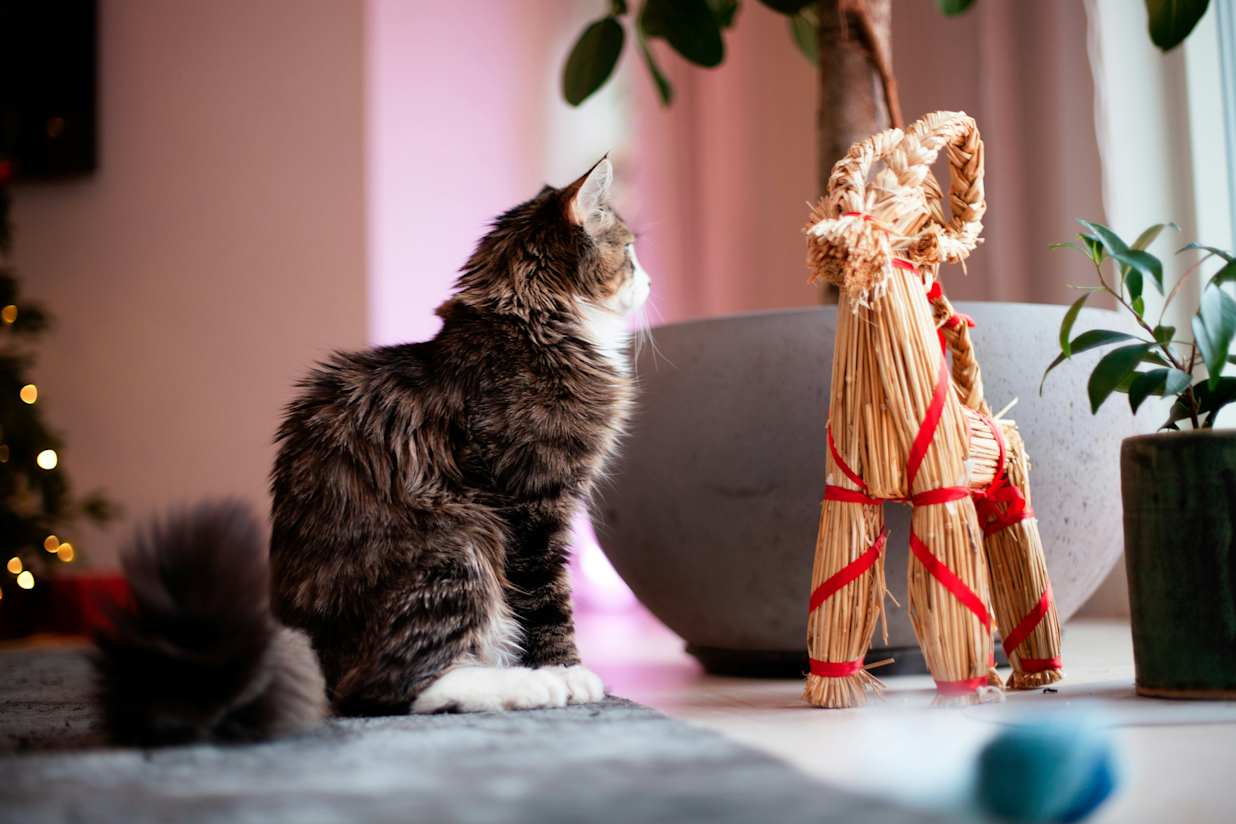 The Christmas scene featuring a cat gracefully next to a traditional Swedish julbock.
