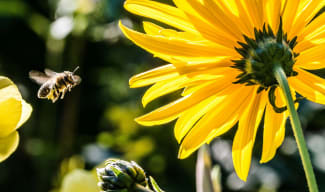 19 maja ZAPRASZAMY na : OwadoweLove - warsztaty z pszczelarzem, ogrodnikiem i konstruktorem na Strusiej Farmie 