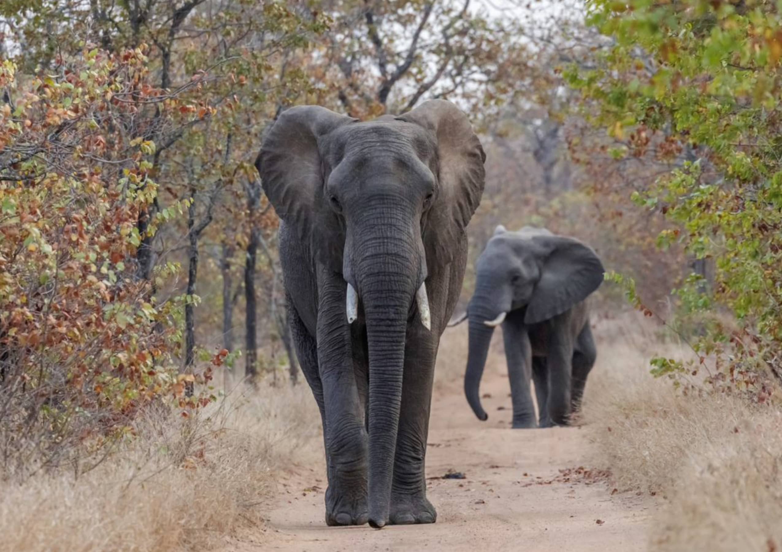 The 4* KRUGER GATE HOTEL, Greater Kruger Conservancy - 1 Night Luxury Midweek/ Weekend Stay for 2 people + Breakfast & Dinner!