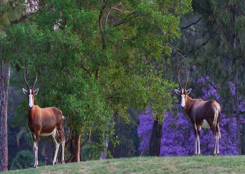 BENONI COUNTRY CLUB: 4-Ball Deal only for only R699,99!