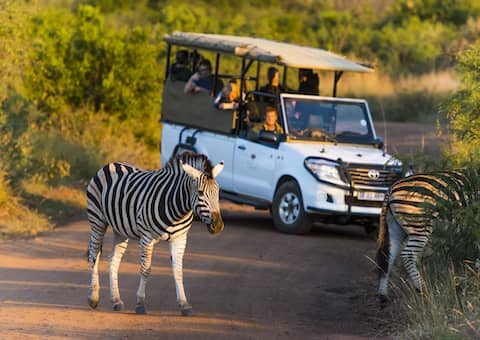 Shepherd's Tree Game Lodge, Pilanesberg: 1 Night Stay for 2 People + All Meals & 2 Game Drives Daily!