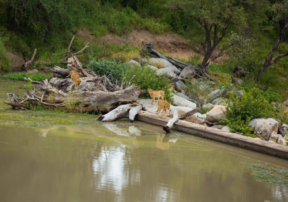 2024 SPECIAL OFFER: HAMILTONS TENTED CAMP, Kruger National Park: 1 Night LUXURY Stay for 2 + 3 Meals + Drinks + 2 Safaris Daily!