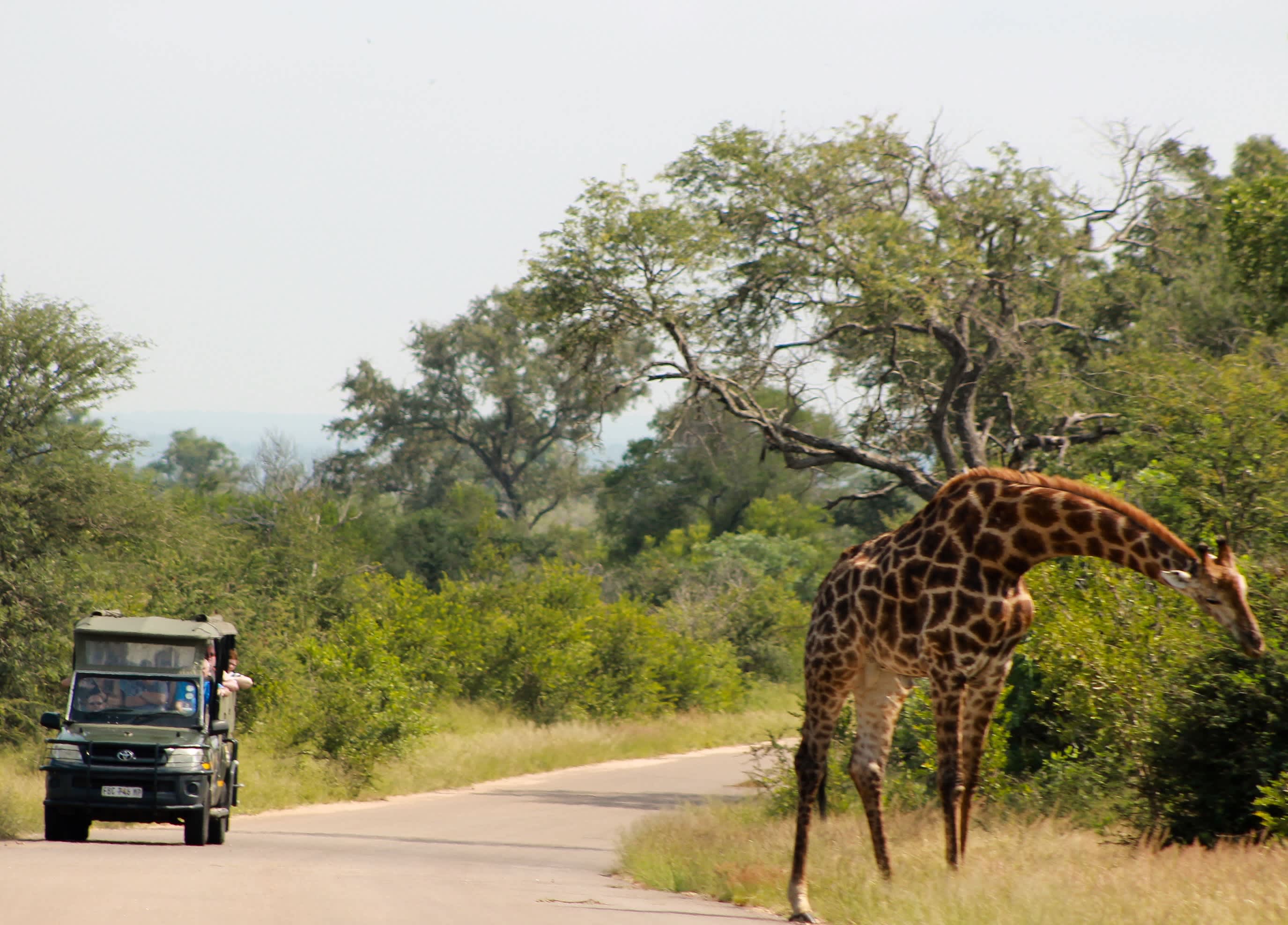 Skukuza Safari Lodge: KRUGER NATIONAL PARK- 1 Night stay for 2 Adults + Breakfast From R1 875 per person per night!