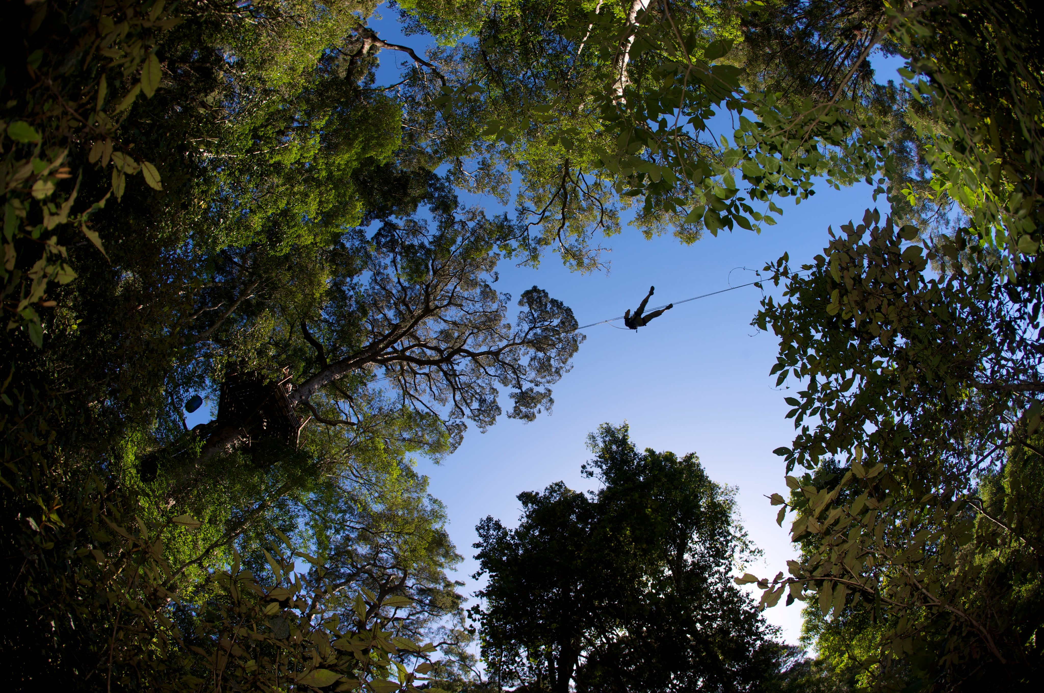 Stormsriver Adventures - Tsitsikamma Canopy Tour: 2.5h Thrilling Zipline Tour for 1 Adult!